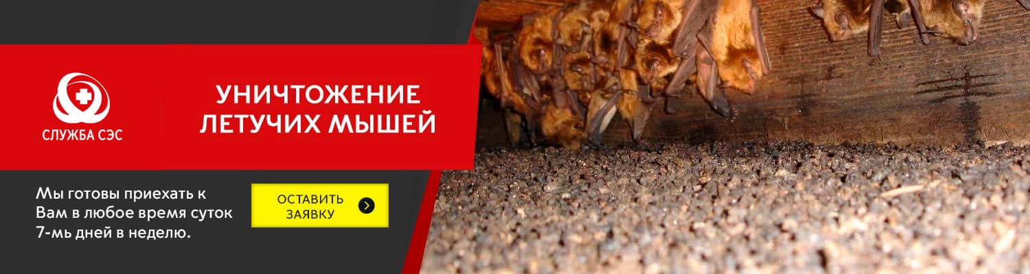 Уничтожение летучих мышей в Серпухове
